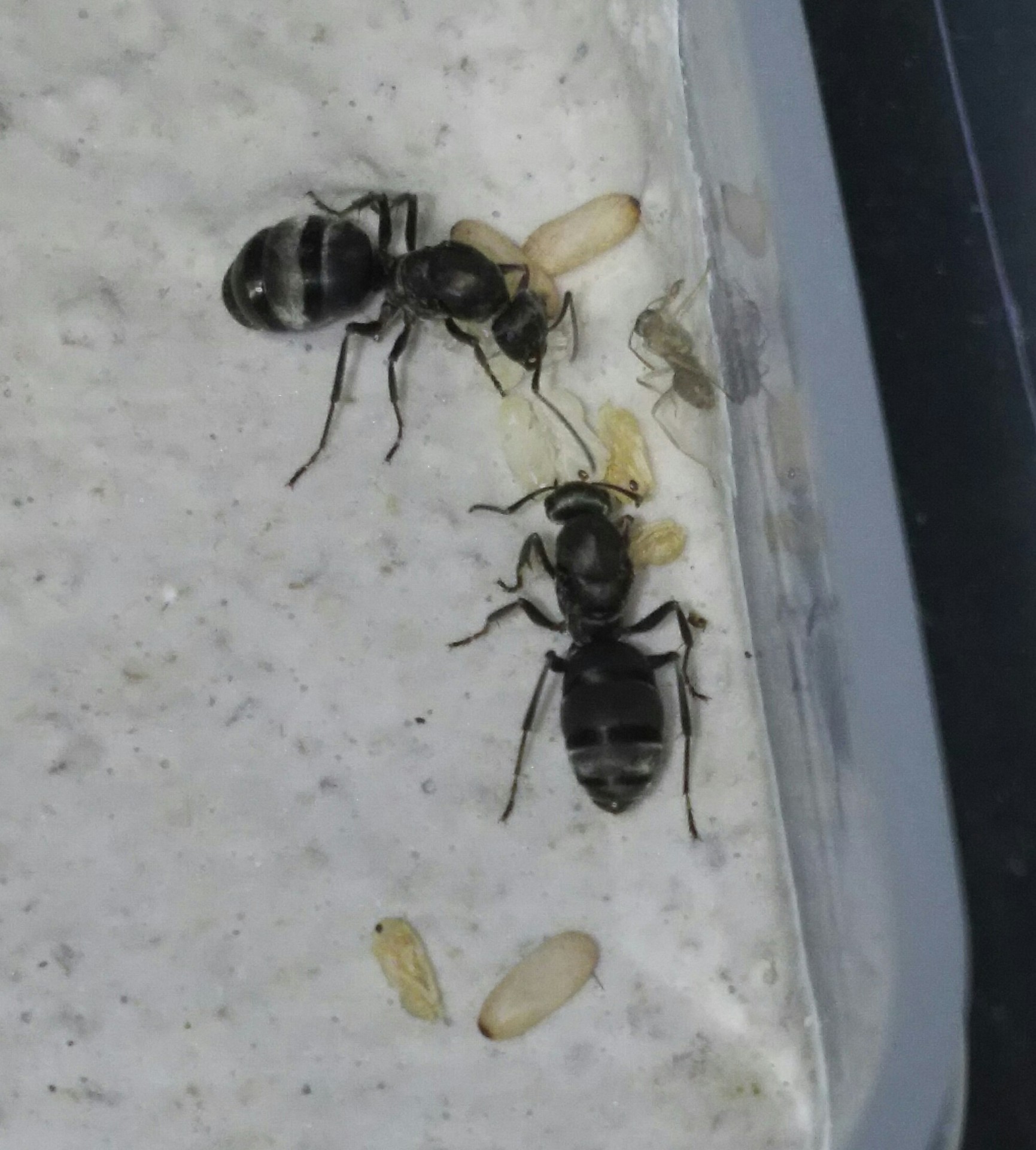 クロヤマアリ飼育日記 2016年 多雌コロニー（女王蟻2匹）の終焉 